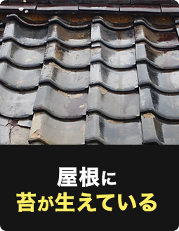 屋根に苔が生えている